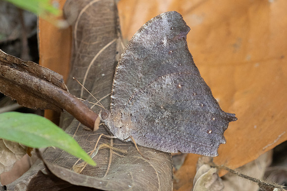 Melanitis sp-2021 - Chiang Dao - 18/03/24