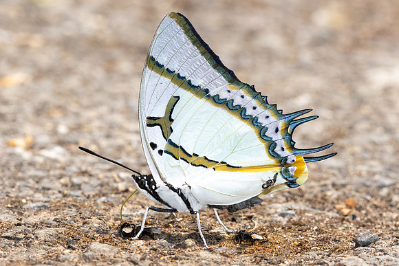 Polyura eudamippus-5266