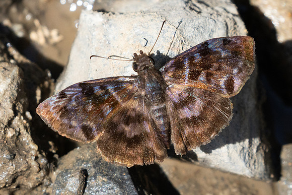 Ebrietas anacreon-4393