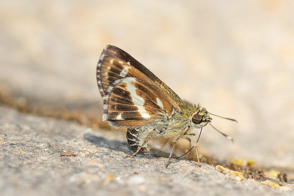 Sebastonyma pudens-6457