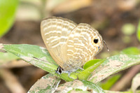 Nacaduba pactolus-1939