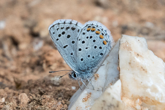 Pseudophilotes vicrama-7091