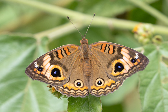 Junonia coenia-3199