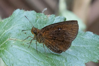 Lambrix salsala id--2373 - Chiang Dao - 20/03/25