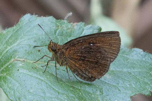 Lambrix salsala id--2373 - Chiang Dao - 20/03/25