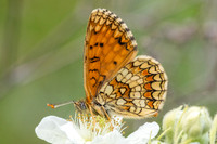 Melitaea athalia-8296
