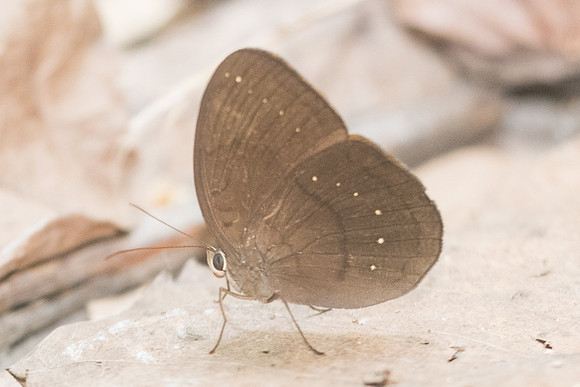 Faunis canens-1783 - Doi-Suthep - 8/03/23