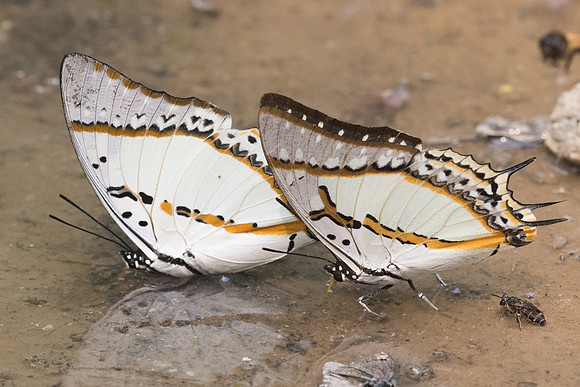 Polyura eudamippus et nepenthes-2430- Chiang Dao  - 11/03/23