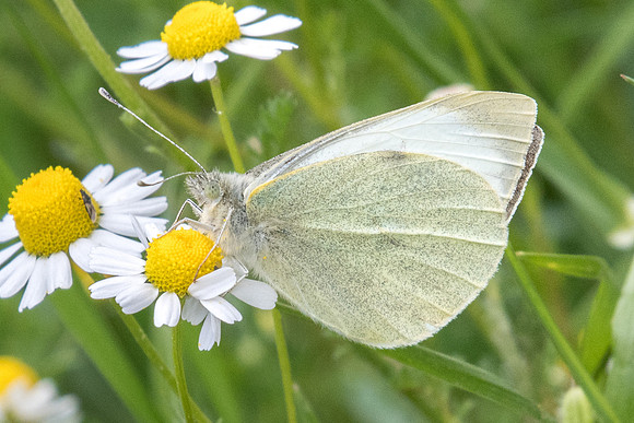 Pieris mannii-2233 - 19/04/22