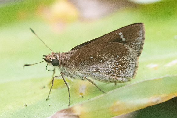 Arnetta atkinsoni-5937 - Chiang Dao - 12/03/23