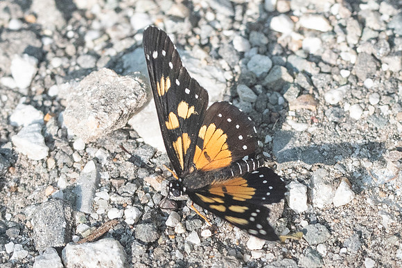 Chlosyne narva bonpland-8638