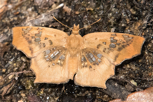 Ctenoptilum vasava vasava-3944 Doi Suthep - 8/03/23