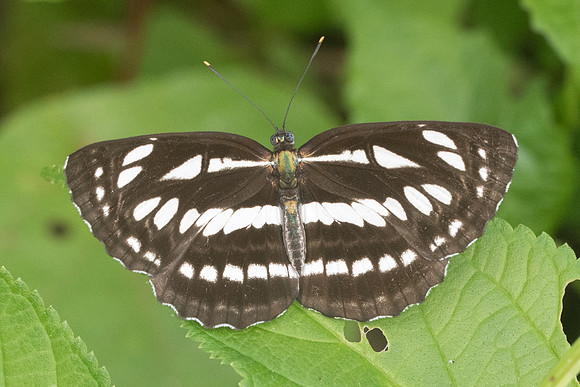 Neptis hylas -7690 - Koh Samui - 16/03/23