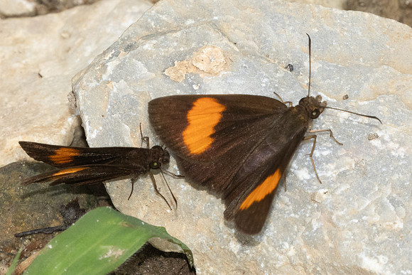 Koruthaialos rubecula-9344