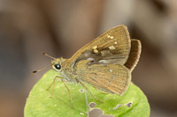 Polytremis lubricans