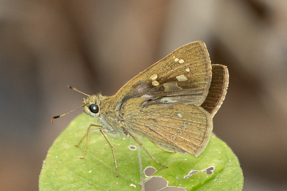 Polytremis lubricans-2811- Doi Suthep - 21/03/25