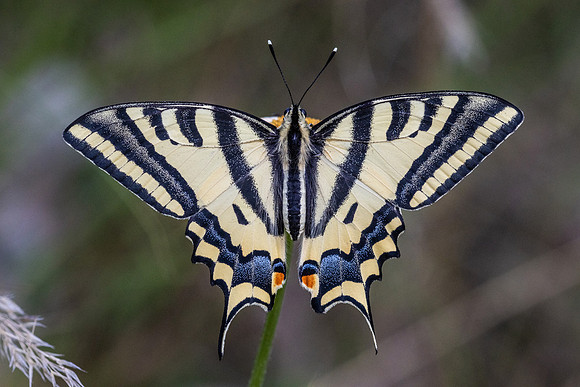 Papilio alexanor-2754
