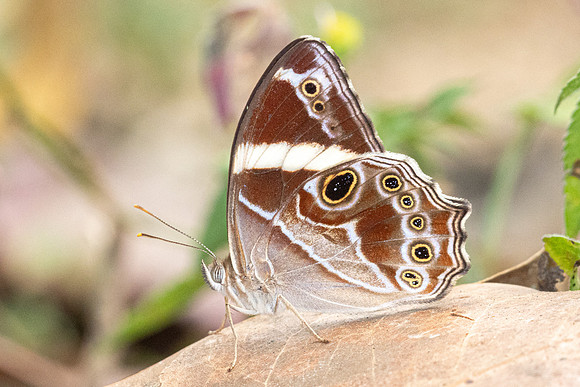 Lethe confusa-0373  - Chiang Dao - 16/03/24