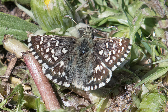 Pyrgus malvae-7630