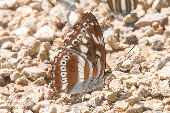 Limenitis asura asura-8446  - Chiang Dao - 14/11/23
