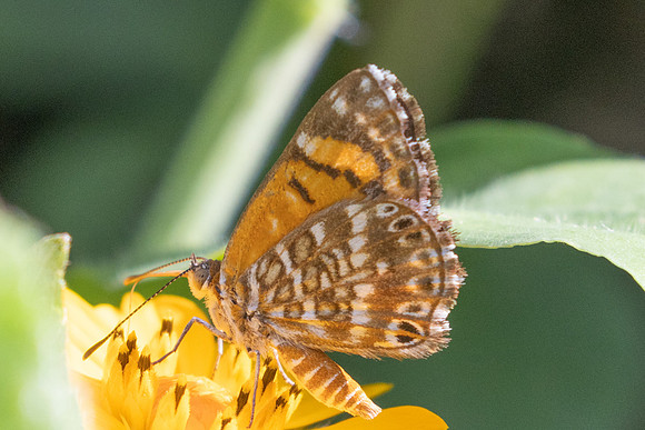 Aricoris erostratus-7892