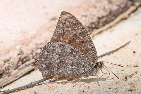 Anaea aidea-4945