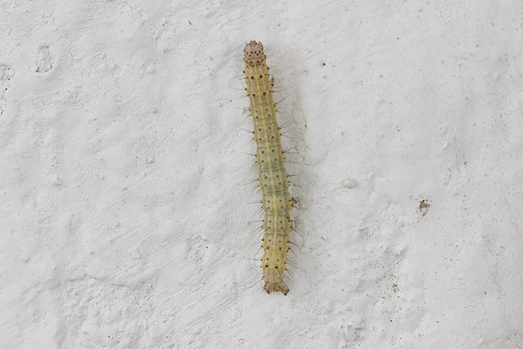 Chenille-9591