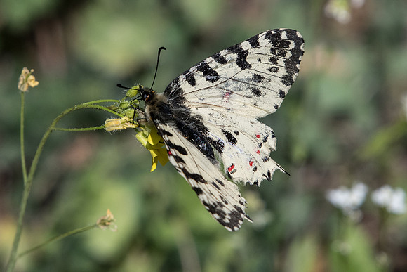 Zerynthia cerisy-5956 - Alexandroupoli - 12/04/22