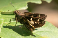 Vacerra sp-0834