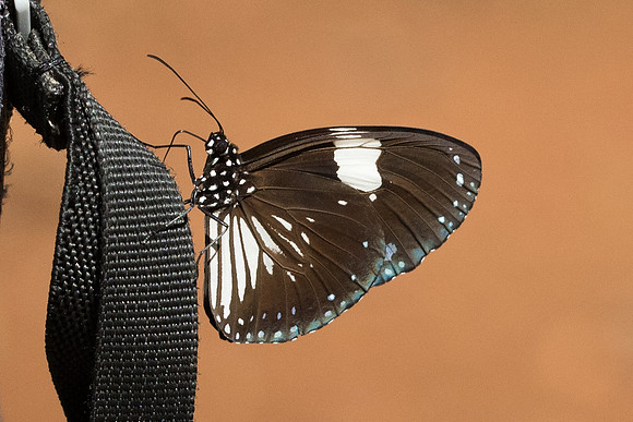Euploea radamanthus radamanthus-7089 - Khao Phanom Bencha National Park - 28/11/23