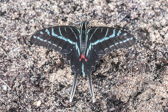 Protographium philolaus-2749