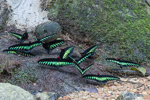 Trogonoptera brookiana-0103