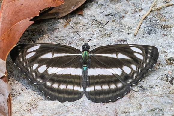 Neptis cartica id--3703 - Huai Sai Lueang Waterfall (1040m) - 23/03/25