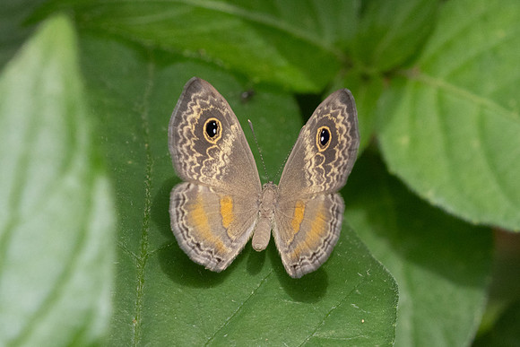 Perophthalma tullius-0027