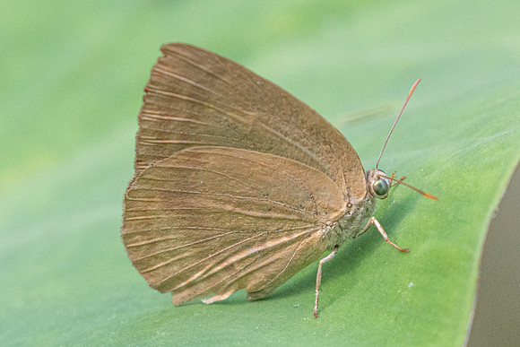 Arhopala fulla-6680