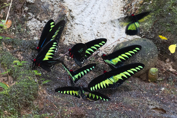 Trogonoptera brookiana-9957