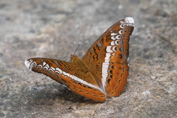 Lebadea martha martha-7455 - Doi-Suthep - 10/03/23