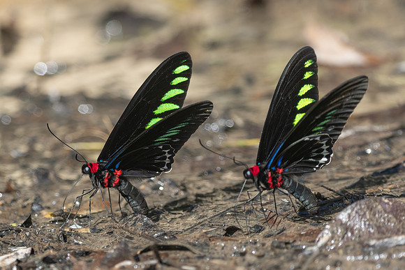 Trogonoptera brookiana-0694
