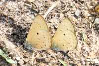 Una usta-3553