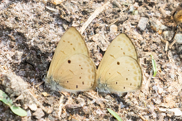 Una usta-3553