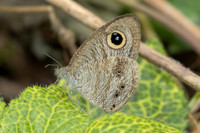 Ypthima nebulosa-1945