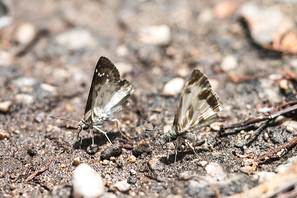 Heliopetes macaira et Pyrgus adepta-1