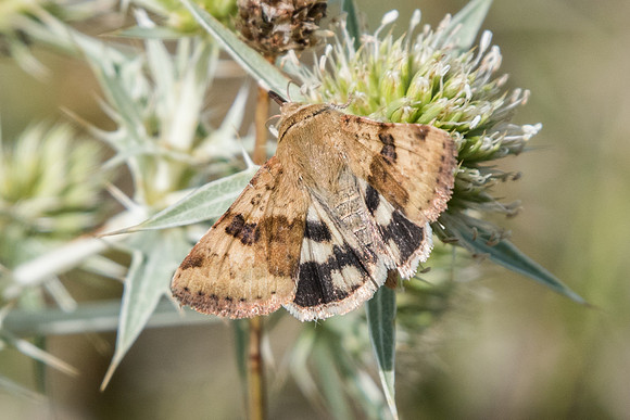 Heliothis viriplaca 9506 - Fontainebleau Valpuiseau