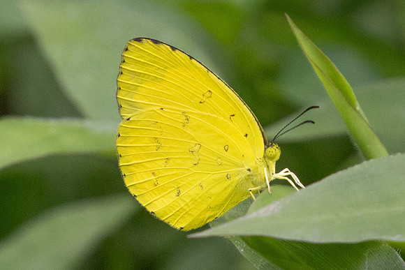 Terias hecabe-0156
