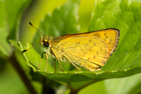 Potanthus sp-5146-2