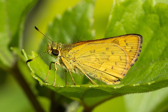 Potanthus sp-5146-2