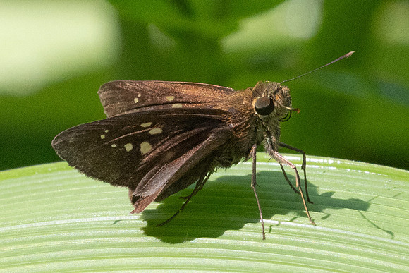 Caltoris bromus id--9175