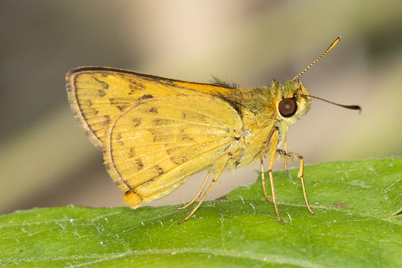Potanthus-2498