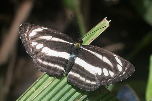 Neptis clinia-8679 - Chiang Dao - 14/11/23