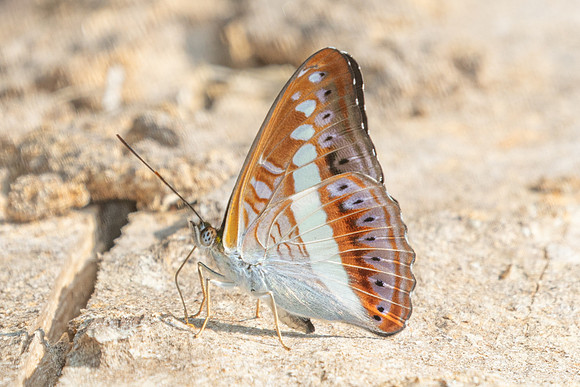 Sumalia daraxa-4355